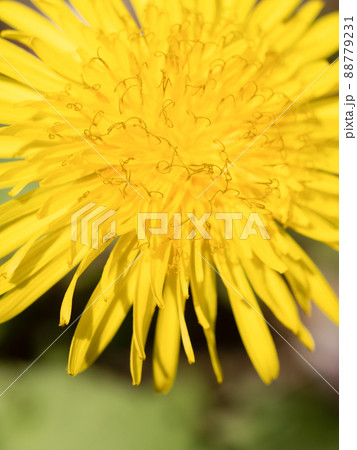 タンポポの花の写真素材 [88779231] - PIXTA