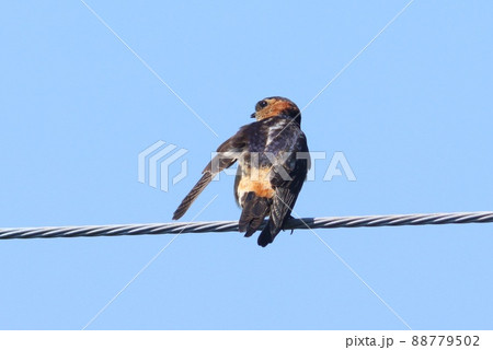 コシアカツバメの幼鳥　巣立ち　電線　青空 88779502