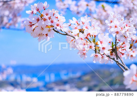 春の青空と満開の桜 春の青空と満開の桜 88779890