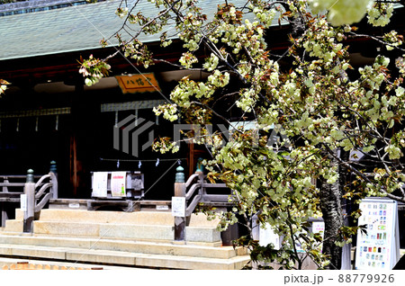 上地八幡宮 社殿 うこん桜 上地八幡宮 社殿 うこん桜 88779926