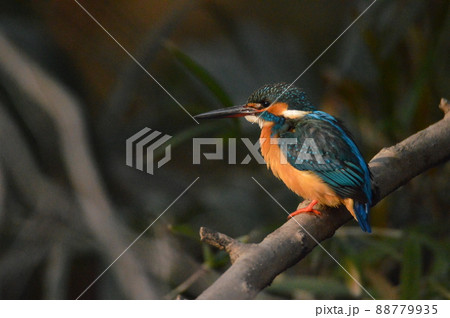 カワセミ(オス)（根川緑道･立川公園／東京都立川市） 88779935