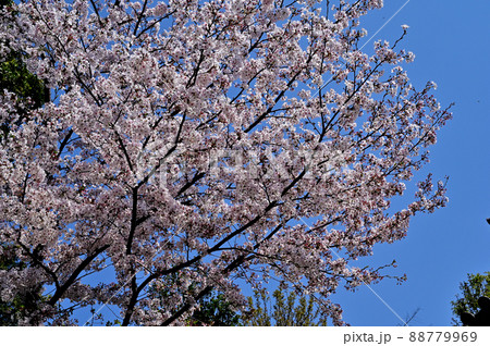 上地八幡宮 境内 桜 上地八幡宮 境内 桜 88779969