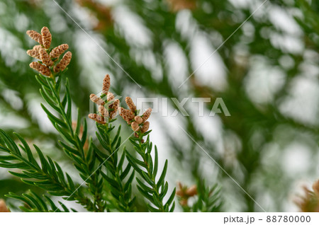 杉花粉　白バック　アレルギー 88780000