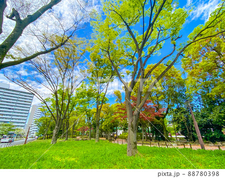 東京板橋・新緑の高島平緑地 88780398