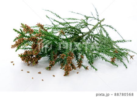 杉花粉　白バック　アレルギー 88780568