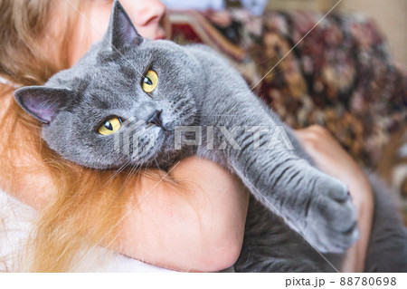 Close-up of a beautiful gray British cat lies in a girl's arms, looks at camera with large yellow eyes, stretched out its paw. Love for pets, day of cats. Home comfort, care, love. Close-up of a beautiful gray British cat lies in a girl's arms, looks at camera with large yellow eyes, stretched out its paw. Love for pets, day of cats. Home comfort, care, love. 88780698