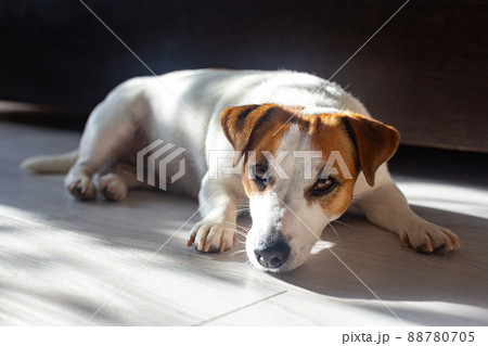 Beautiful dog Jack Russell Terrier lies on floor on his stomach, stretches his legs forward, looks at the camera, bask in sun. Purebred animal. Brown eyes, black nose. Day Dog. Pet day. 88780705