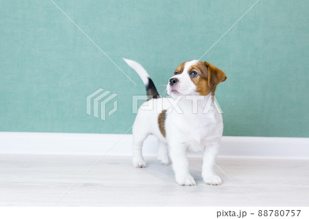 A beautiful white Jack Russell Terrier puppy with brown spots is standing, looking up, tail is up against the background of a green wall. Dog training, preparation for show. Dogs day, pets day A beautiful white Jack Russell Terrier puppy with brown spots is standing, looking up, tail is up against the background of a green wall. Dog training, preparation for show. Dogs day, pets day 88780757