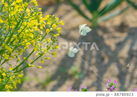 飛翔するモンシロチョウ 飛翔するモンシロチョウ 88780923