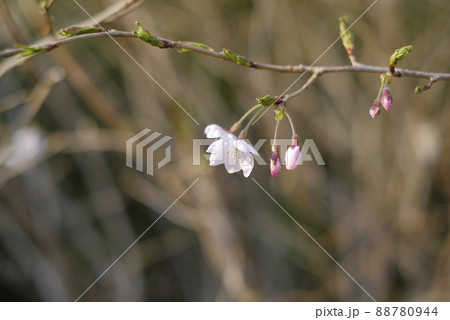 サクラの花とつぼみ 88780944