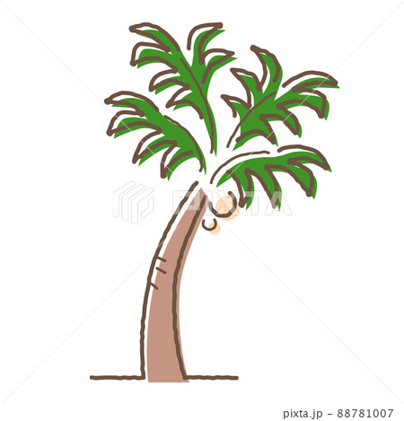 ヤシの木 88781007