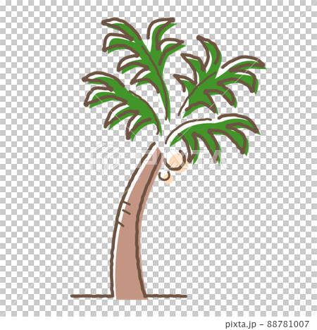ヤシの木 88781007