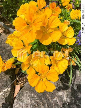 東京赤坂・東京ガーデンテラス紀尾井町に咲くキンレンカ 88781026