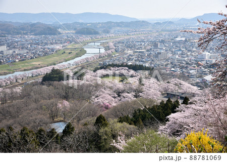 桜満開の船岡城址公園 88781069