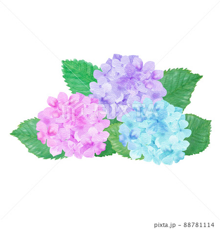 イラスト素材 水彩絵の具で手描きした6月の梅雨時期に咲く花 紫陽花 アジサイ 3色カットイラストのイラスト素材