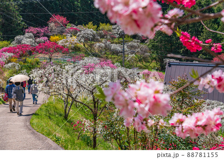 上中のしだれ桃、山あいの桃源郷〈愛知県豊田市〉 上中のしだれ桃、山あいの桃源郷〈愛知県豊田市〉 88781155