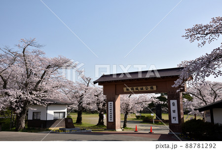 桜満開の船岡城址公園 88781292