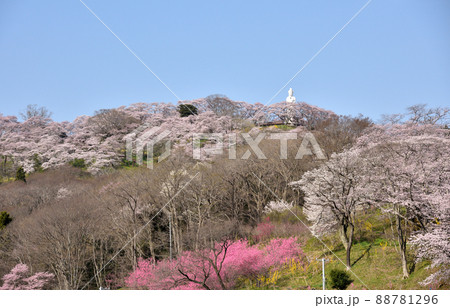 桜満開の船岡城址公園 桜満開の船岡城址公園 88781296