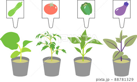 夏野菜の苗 夏野菜の苗 88781329