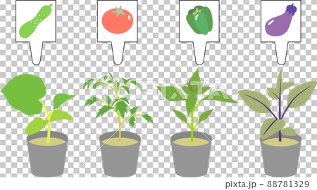 夏野菜の苗 夏野菜の苗 88781329