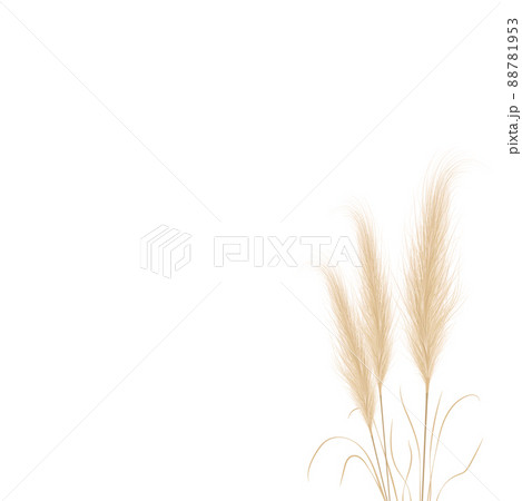 Tan pampas grass branches on white background. Floral ornament elements in boho style. Vector illustration of cortaderia selloana. New trendy home decor 88781953