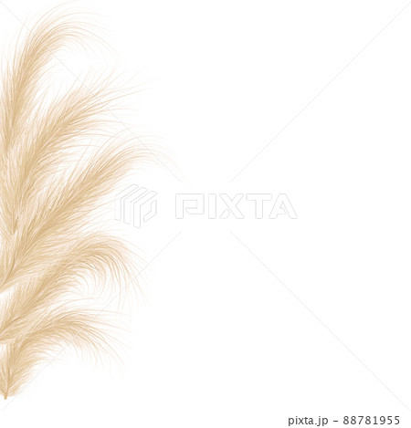 Dried natural pampas grass. Floral ornamental elements in boho style. Vector illustration of cortaderia selloana. New trendy home decoration. Flat lay with copy space, top view 88781955