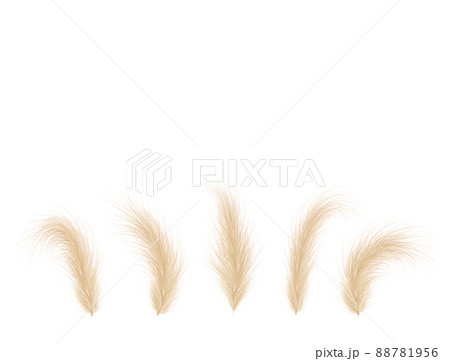 Pampas grass collection. Floral ornament elements in boho style. Vector illustration isolated on white background. Trendy design for wedding invitations, postcards, interior or flower arrangements 88781956