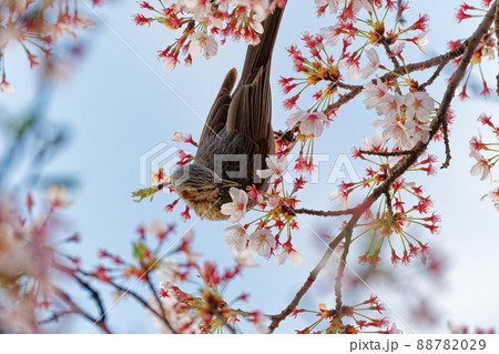 桜の木にとまるヒヨドリ 88782029