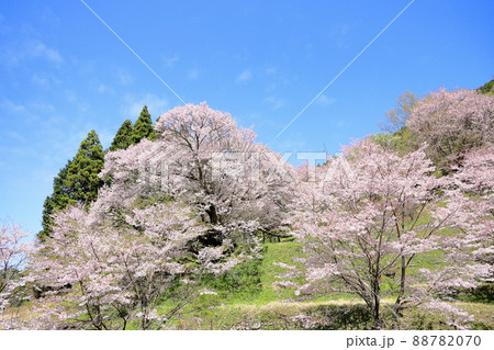 仏隆寺　千年桜 88782070