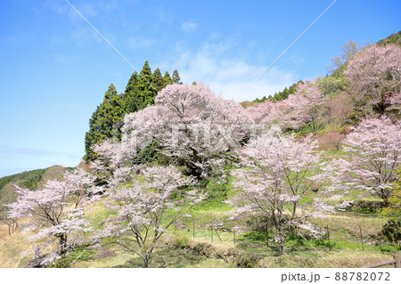 仏隆寺　千年桜 88782072