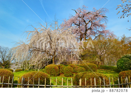 京都市円山公園の枝垂桜が綺麗 京都市円山公園の枝垂桜が綺麗 88782078