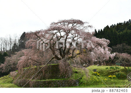 又兵衛桜 又兵衛桜 88782403