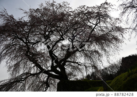 又兵衛桜 又兵衛桜 88782428