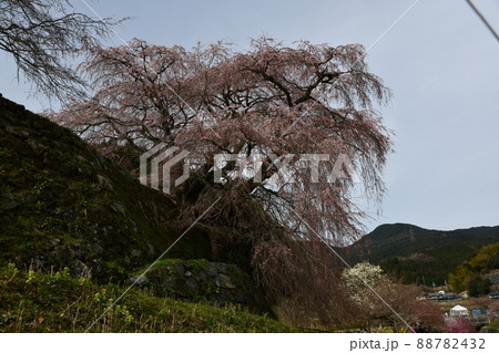 又兵衛桜 又兵衛桜 88782432