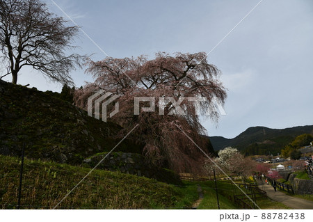 又兵衛桜 88782438