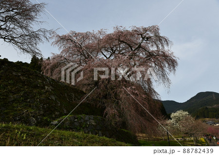 又兵衛桜 88782439