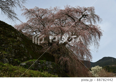 又兵衛桜 88782442