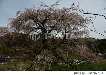 又兵衛桜 88782451