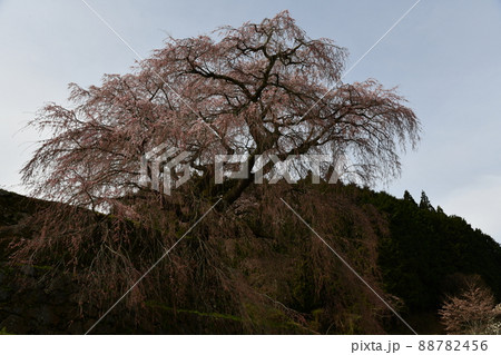 又兵衛桜 88782456