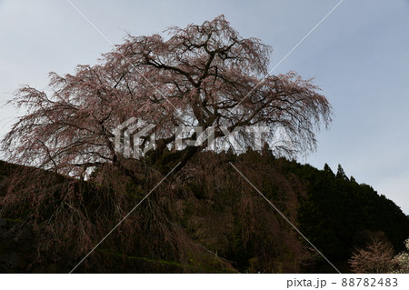又兵衛桜 88782483