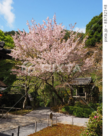 京都大原寂光院 みぎわの桜 京都大原寂光院 みぎわの桜 88782548