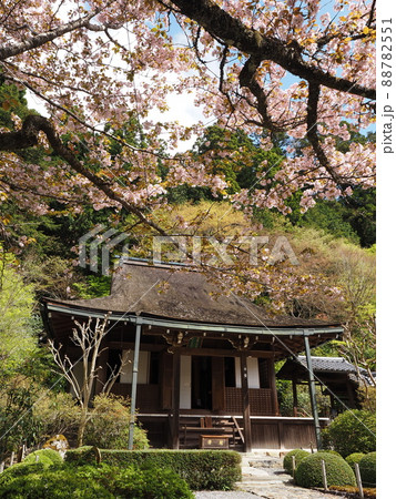 京都大原寂光院 みぎわの桜 京都大原寂光院 みぎわの桜 88782551