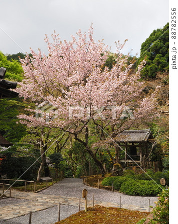京都大原寂光院 みぎわの桜 京都大原寂光院 みぎわの桜 88782556