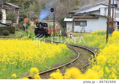 菜の花満開の鉄路を行く里山トロッコ 88782666
