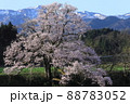 向野のエドヒガン桜 88783052