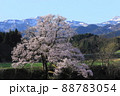 向野のエドヒガン桜 88783054