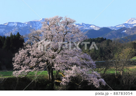 向野のエドヒガン桜 向野のエドヒガン桜 88783054