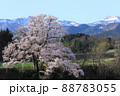 向野のエドヒガン桜 88783055