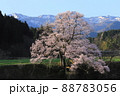向野のエドヒガン桜 88783056