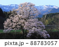 向野のエドヒガン桜 88783057